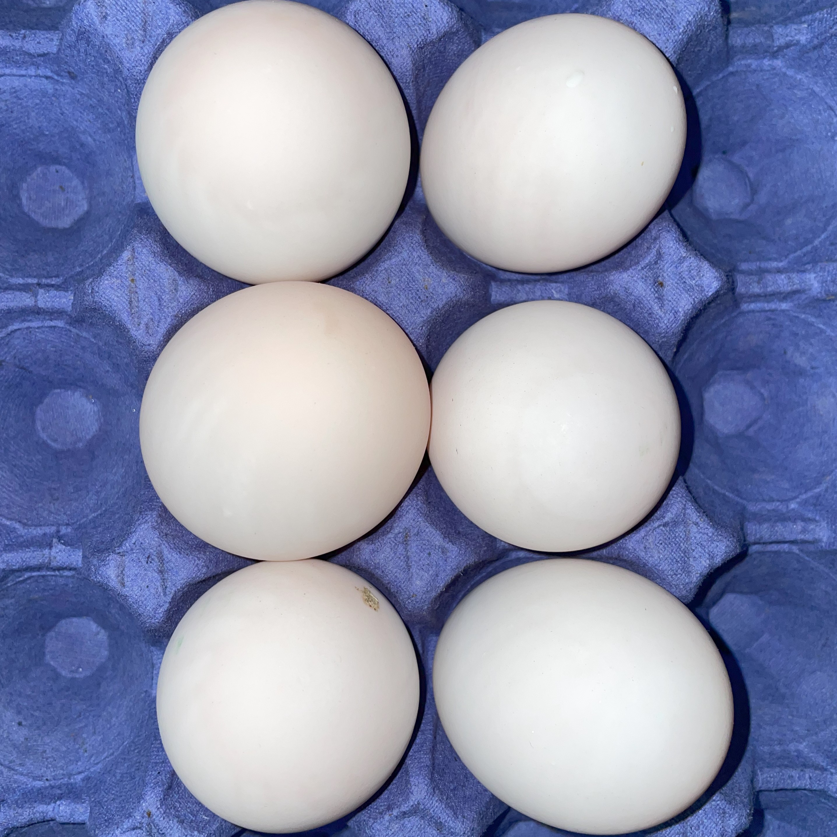 duck eggs